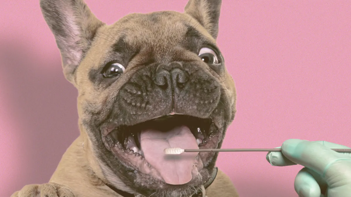french bulldog taking a DNA Test