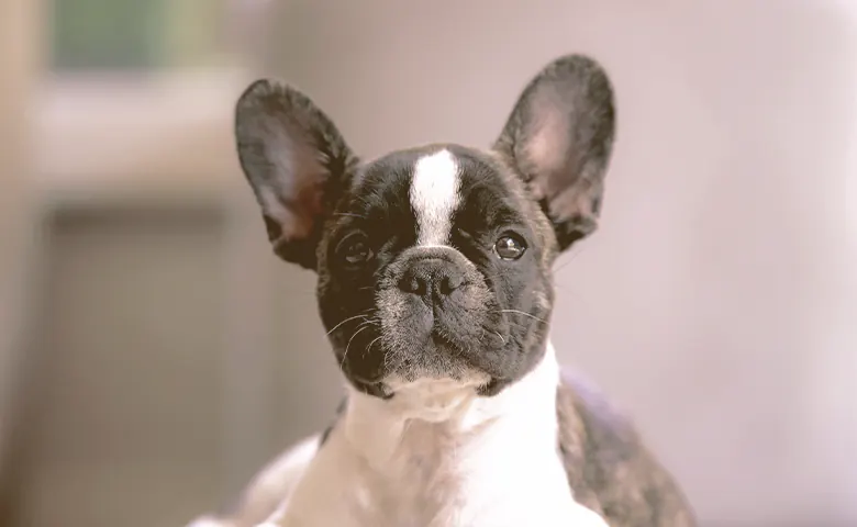 french bulldog looking with attention