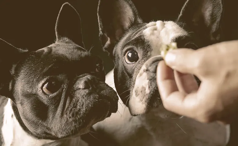 French bulldog puppies getting a treat