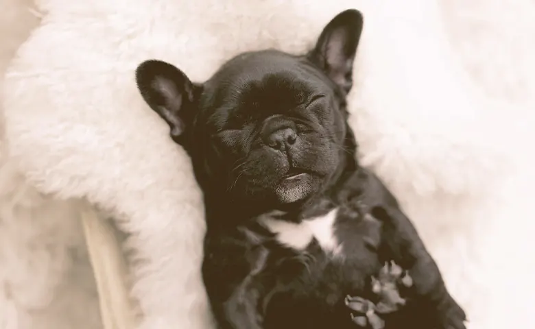 French Bulldog puppy Sleeping