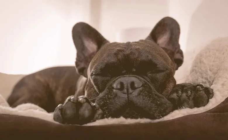 French Bulldog Sleeping