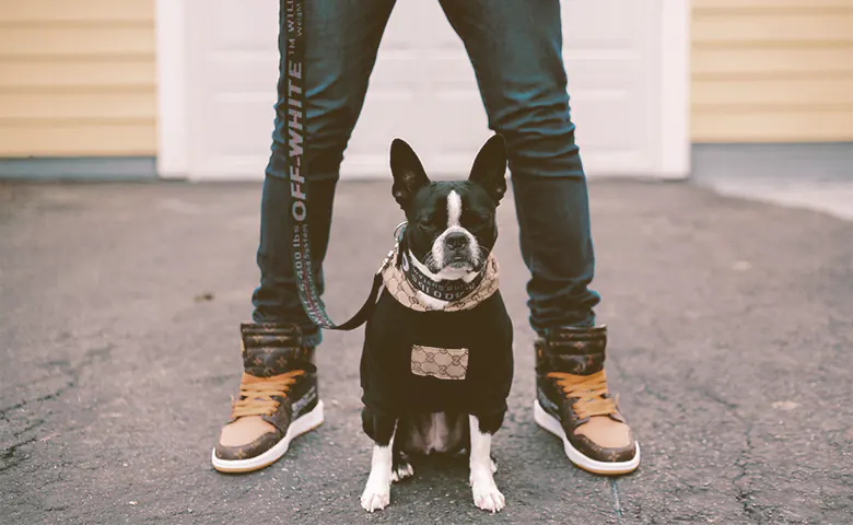 french bulldog with owner