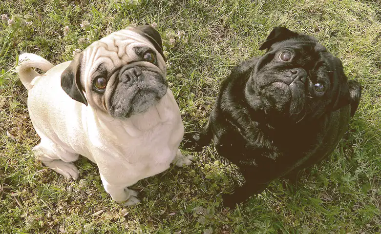 french bulldogs looking up