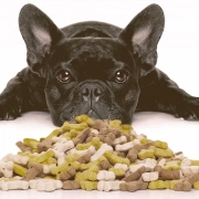 french bulldog with treats