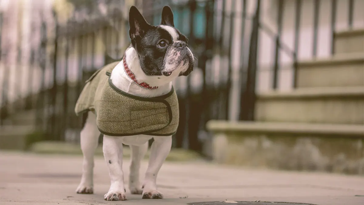 french bulldog wearing a coat looking