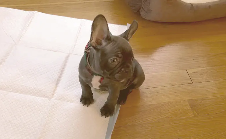 Dog eating from bowl on kitchen floor