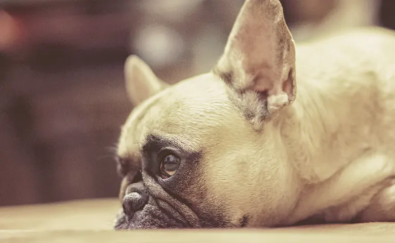 French Bulldog Lying Down With Its Head On The Floor Dog eating from bowl on kitchen floor