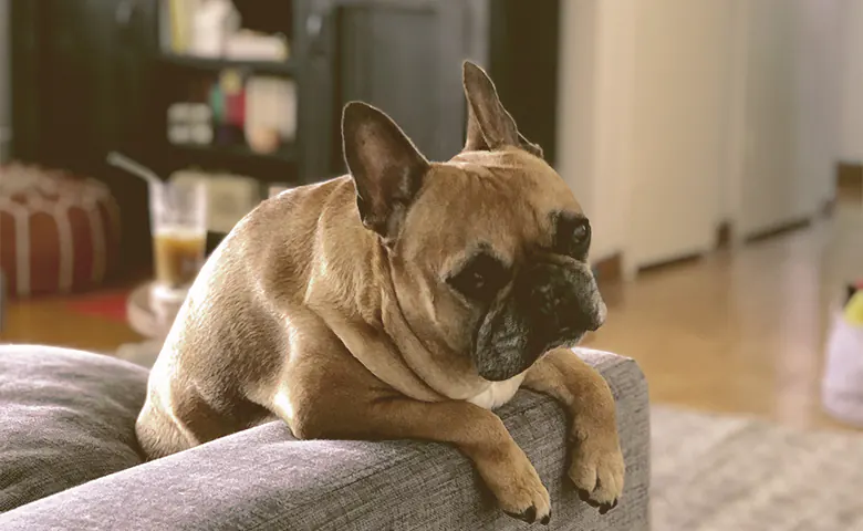 French Bulldog hanging on the couch