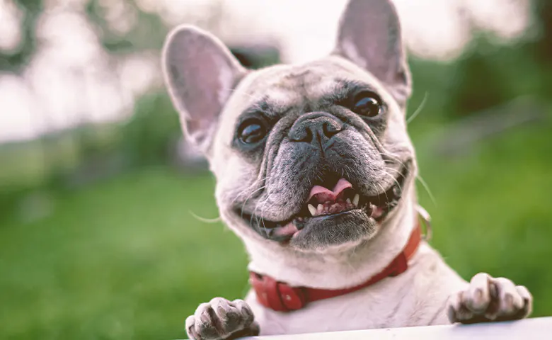French Bulldog looking over the fence Dog trying to reach kitchen counter