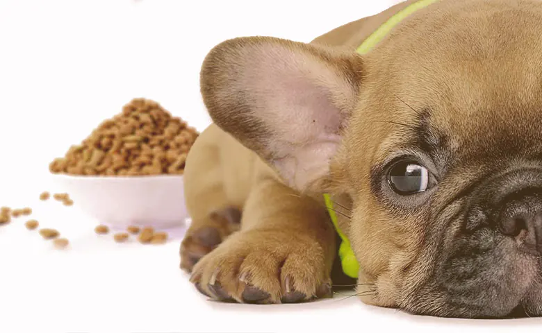 French Bulldog puppy next to a bowl of food