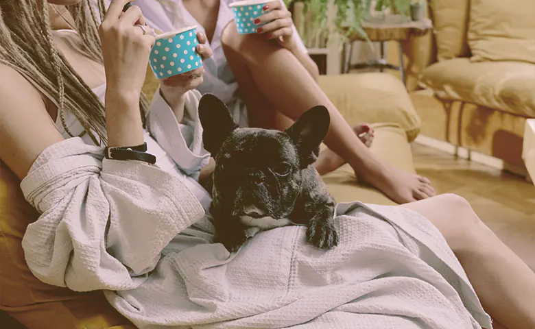 French Bulldog sitting on the lap of the owner Dog trying to reach kitchen counter