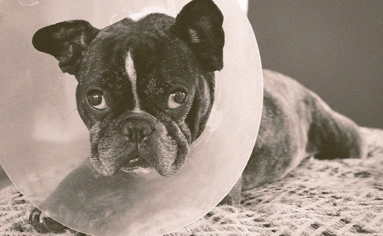 French Bulldog with the medical cone Dog trying to reach kitchen counter