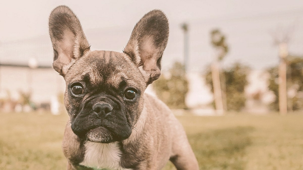 french bulldog looking