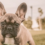 french bulldog looking