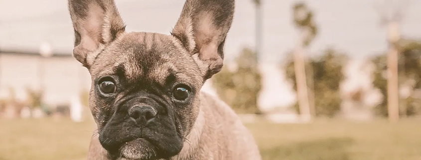 french bulldog looking