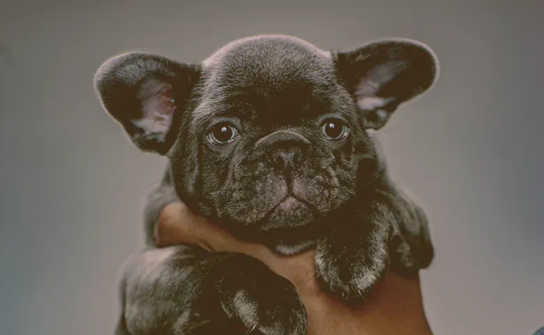 French bulldog puppy being held with one hand