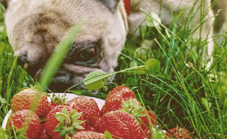 French bulldog eating strawberries Dog trying to reach kitchen counter