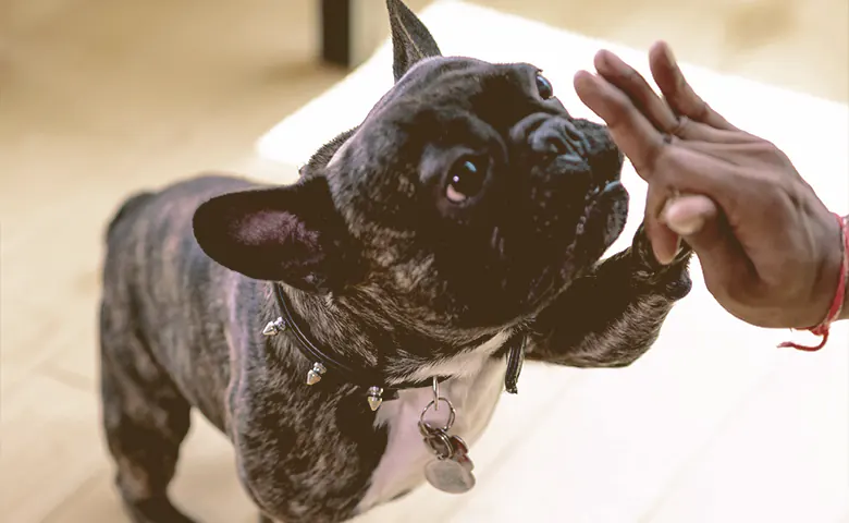 Playing with the French Bulldog