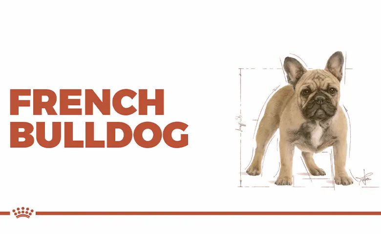 Royal Canin French Bulldog Review Dog trying to reach kitchen counter