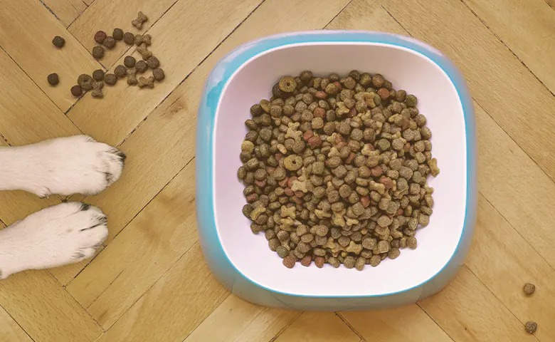 Dog eating from bowl on kitchen floor