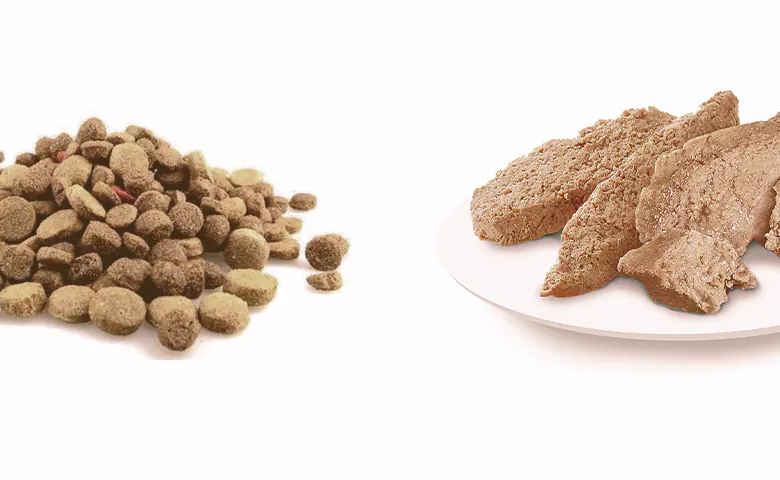 dry vs wet dog food Dog trying to reach kitchen counter