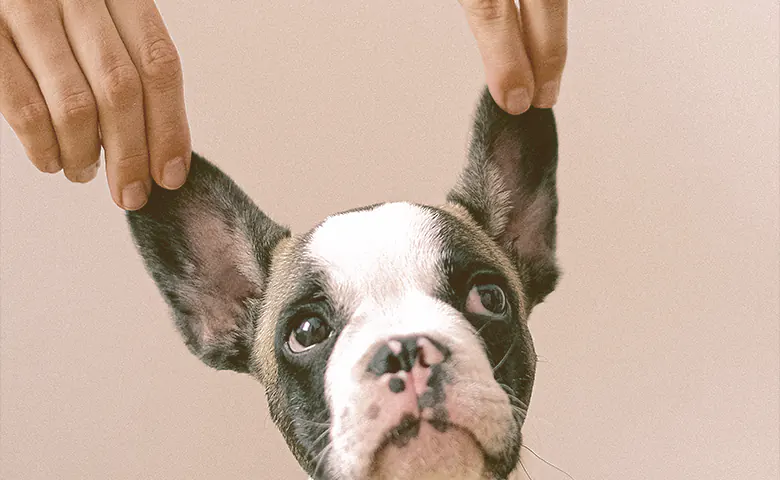 Human stretching both ears of a French Bulldog puppy