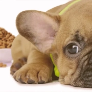 French Bulldog puppy next to a bowl of food