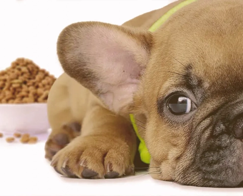 French Bulldog puppy next to a bowl of food