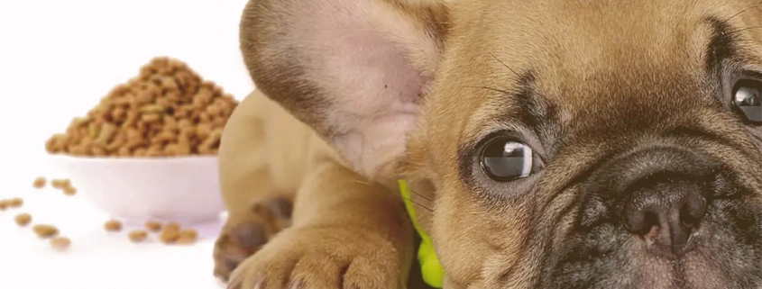 French Bulldog puppy next to a bowl of food