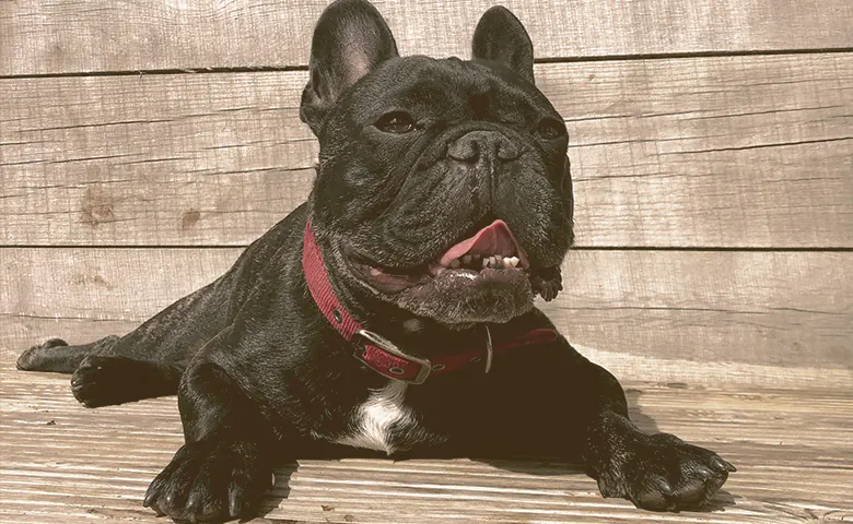 french bulldog at the sun Dog eating from bowl on kitchen floor