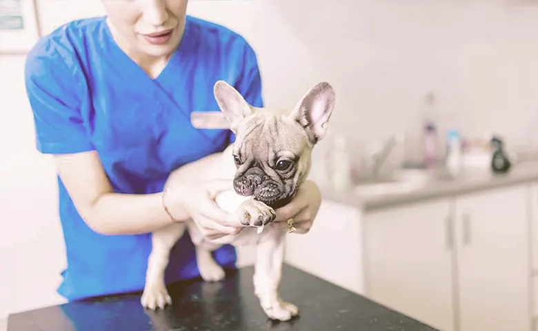 french bulldog at the vet