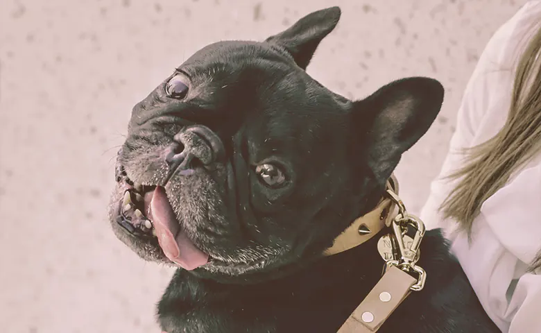 french bulldog being hold by owner Dog eating from bowl on kitchen floor