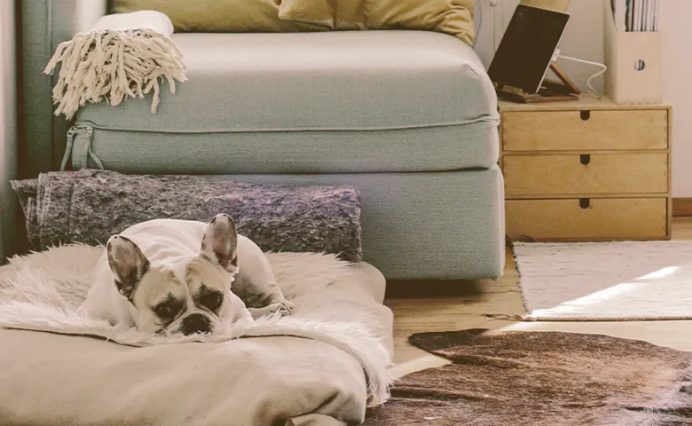 french bulldog laying down on a pillow Dog eating from bowl on kitchen floor
