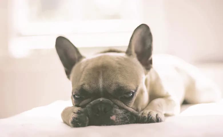 french bulldog laying with paws at front