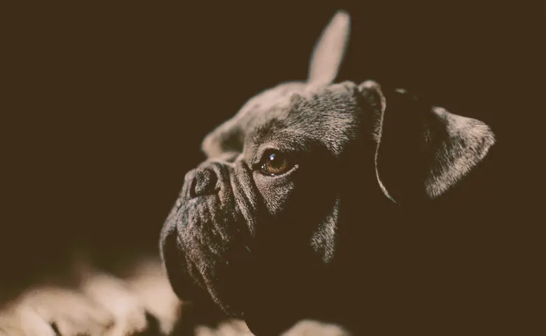 Left profile photo of a dark frencdh bulldog
