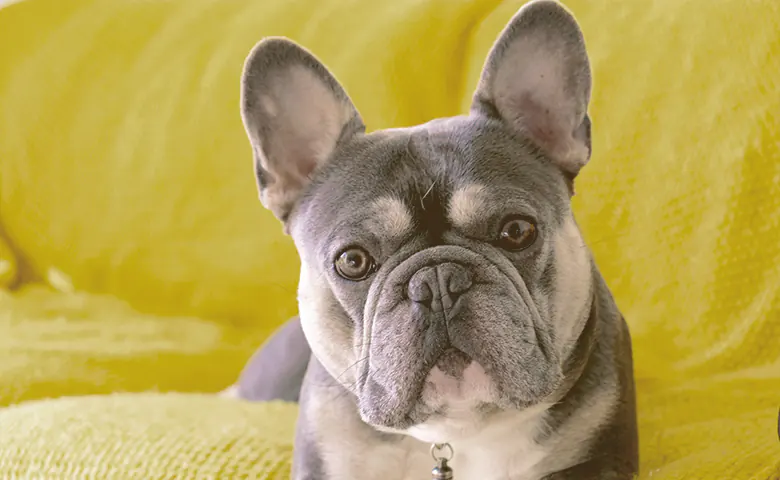 french bulldog looking with ears up Dog trying to reach kitchen counter