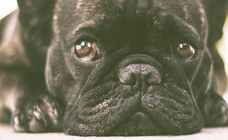 french bulldog looking Dog eating from bowl on kitchen floor