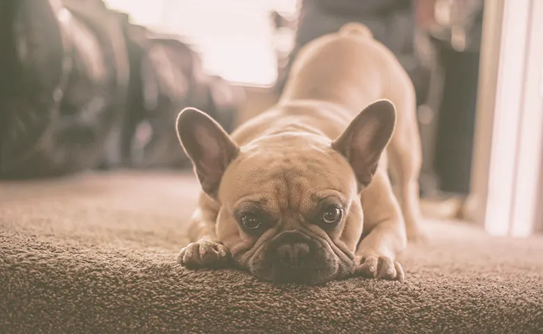 french bulldog looking Dog eating from bowl on kitchen floor