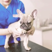 french bulldog at the vet