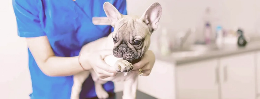 french bulldog at the vet