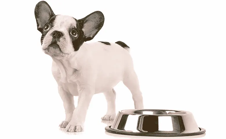 french bulldog next to a bowl Dog trying to reach kitchen counter