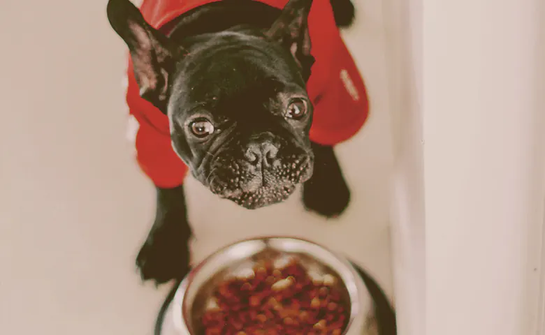 french bulldog next to bowl looking up