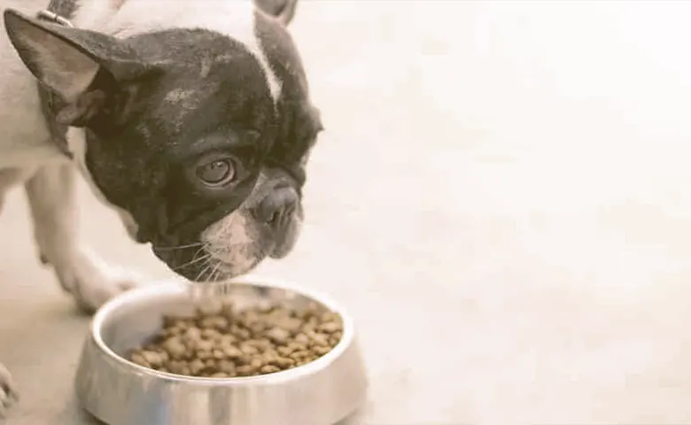 french bulldog puppy eating