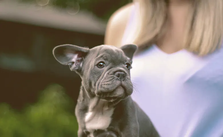 french bulldog puppy in the arms of owner Dog trying to reach kitchen counter