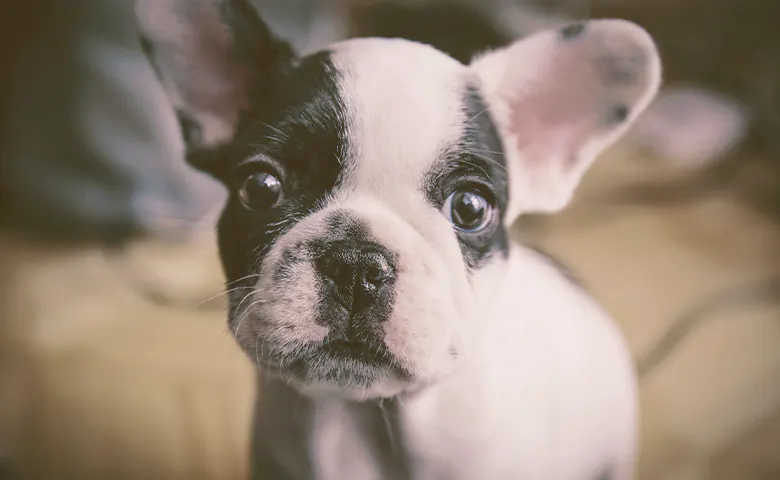 french bulldog puppy looking Dog trying to reach kitchen counter