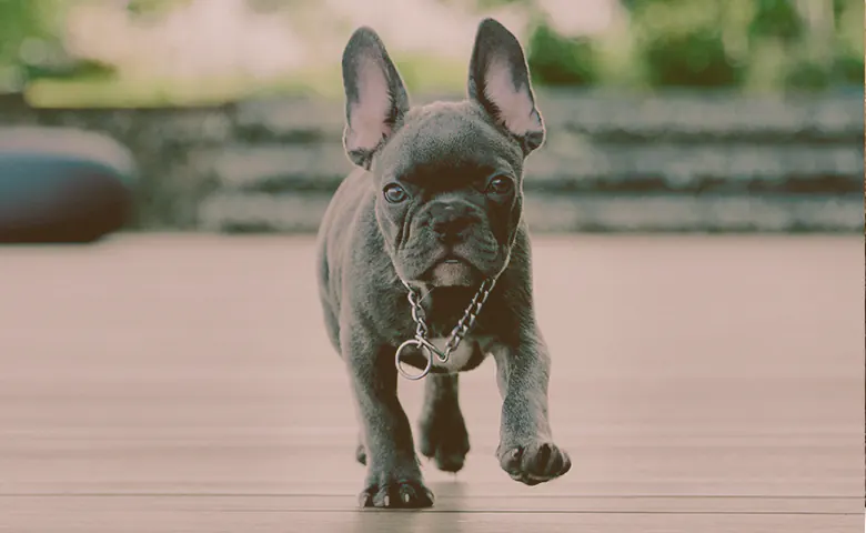 french bulldog puppy running Dog eating from bowl on kitchen floor