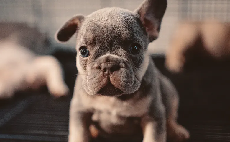 french bulldog puppy sitting down and looking Dog trying to reach kitchen counter