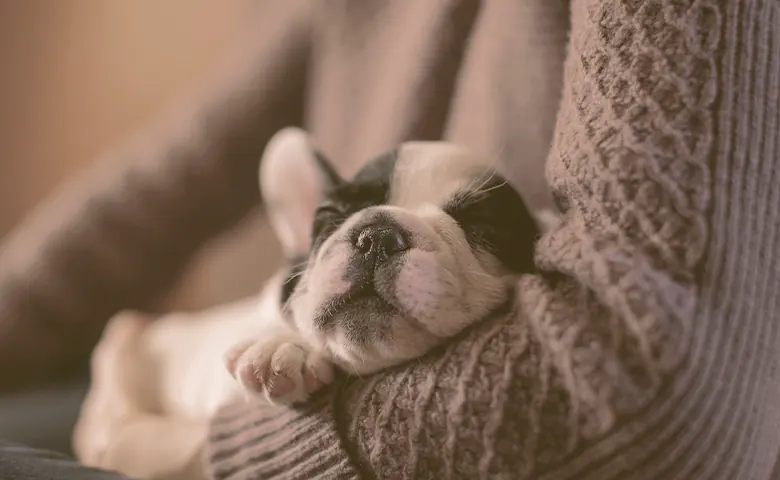 french bulldog puppy sleeping in the arms of owner Dog eating from bowl on kitchen floor