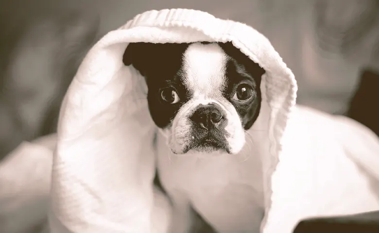 french bulldog puppy under the blanket looking Dog eating from bowl on kitchen floor