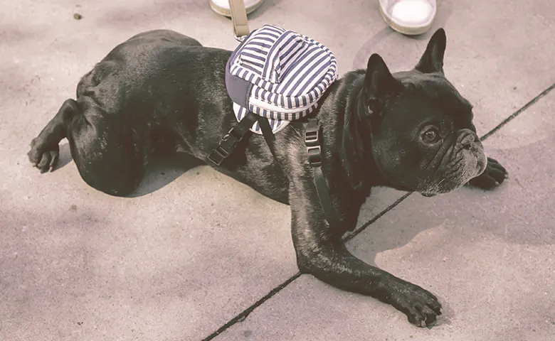 french bulldog refusing to walk Dog eating from bowl on kitchen floor
